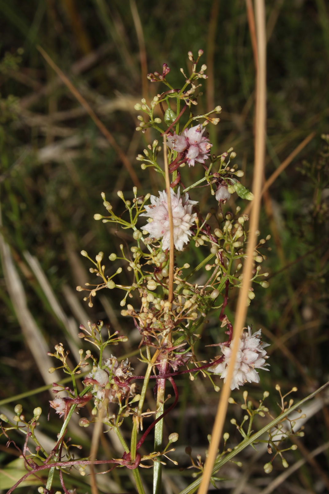 Cuscuta da determinare � 3